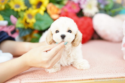 成約済の埼玉県のマルプー:マルチーズ×トイプードル-326718の3枚目