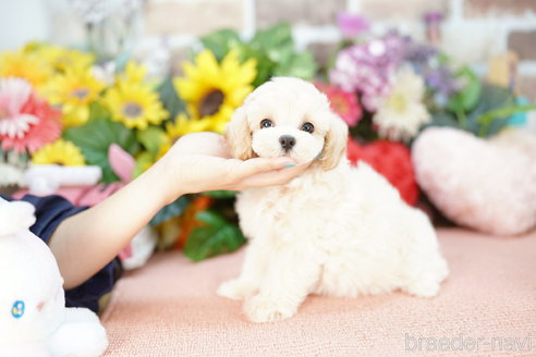 成約済の埼玉県のマルプー:マルチーズ×トイプードル-326718の2枚目