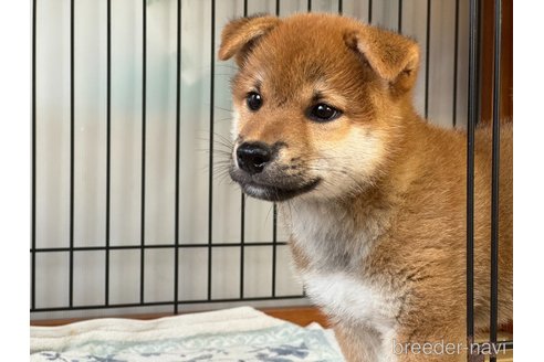 成約済の岡山県の柴犬-326723の3枚目
