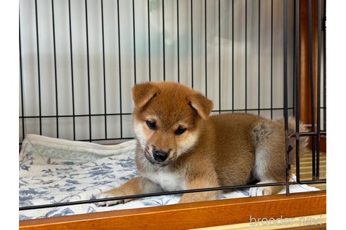 成約済の岡山県の柴犬-326723の4枚目