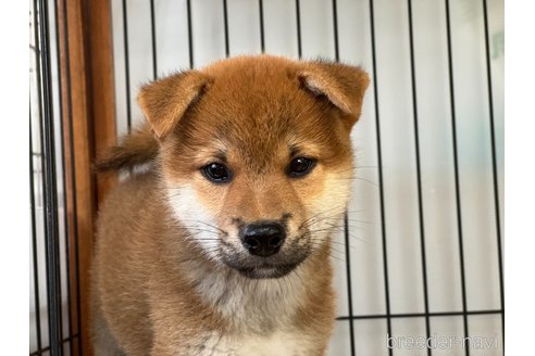 成約済の岡山県の柴犬-326723の1枚目