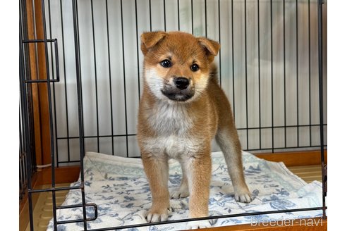 成約済の岡山県の柴犬-326723の2枚目