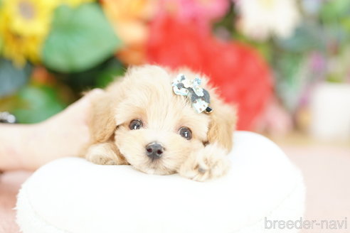 成約済の埼玉県のマルプー:マルチーズ×トイプードル-326726の3枚目