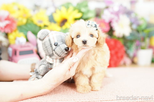 成約済の埼玉県のマルプー:マルチーズ×トイプードル-326726の2枚目