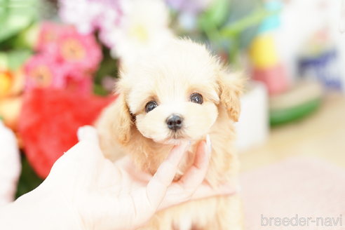 成約済の埼玉県のマルプー:マルチーズ×トイプードル-326726の1枚目