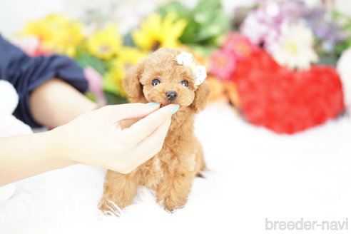 成約済の埼玉県のトイプードル-326728の3枚目