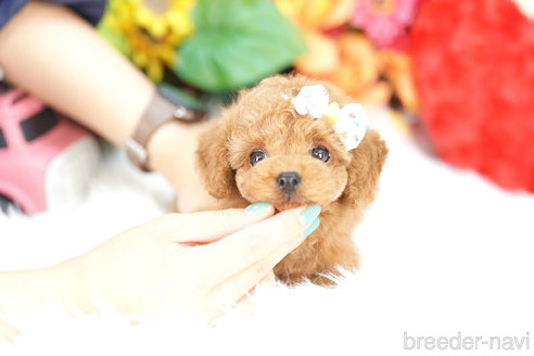 成約済の埼玉県のトイプードル-326728の1枚目