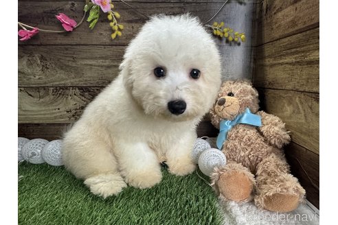 成約済の福井県のビションフリーゼ-323576の2枚目