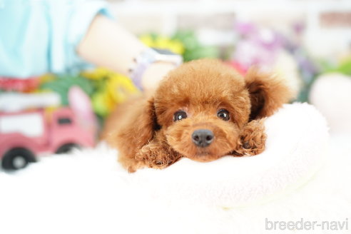 成約済の埼玉県のトイプードル-326741の3枚目