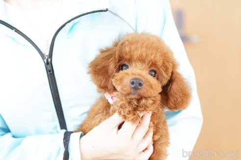 成約済の埼玉県のトイプードル-326741の1枚目