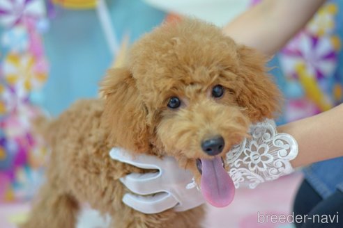 成約済の埼玉県のトイプードル-309752の3枚目