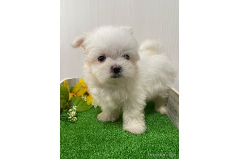 成約済の滋賀県のマルチーズ-319557の10枚目