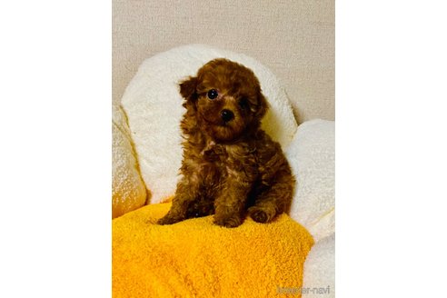 成約済の兵庫県のティーカッププードル-326453の5枚目