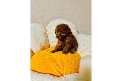 成約済の兵庫県のティーカッププードル-326453の3枚目