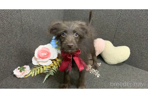 成約済の東京都のミックス犬-313000の24枚目