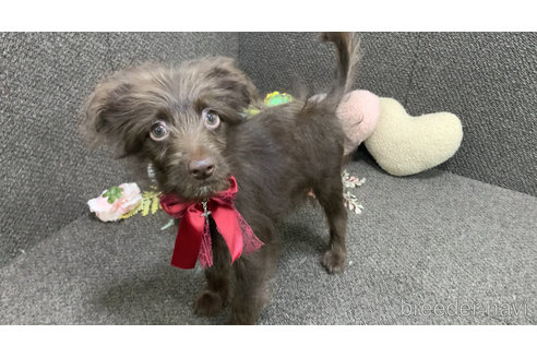 成約済の東京都のミックス犬-313000の22枚目