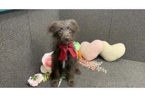 成約済の東京都のミックス犬-313000の20枚目