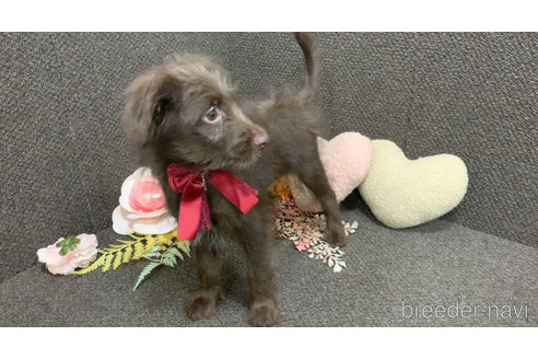 成約済の東京都のミックス犬-313000の19枚目