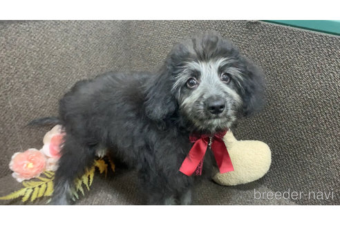成約済の東京都のミックス犬-313005の16枚目