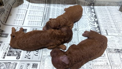 成約済の愛知県のトイプードル-132547の2枚目