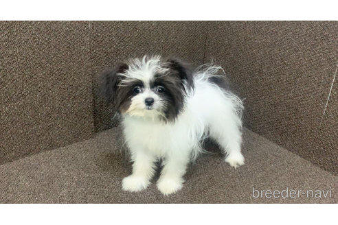 成約済の東京都のミックス犬-301757の18枚目