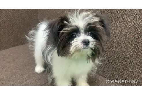 成約済の東京都のミックス犬-301757の16枚目