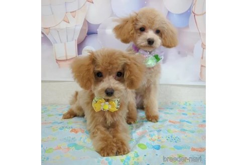 成約済の千葉県のティーカッププードル-301158の3枚目