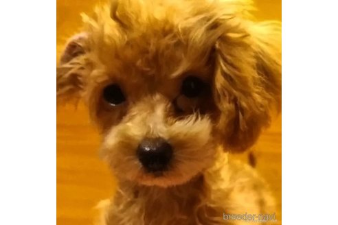 成約済の千葉県のティーカッププードル-301158の2枚目