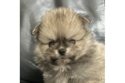 成約済の香川県のポメチワ:ポメラニアン×チワワ-326810の1枚目