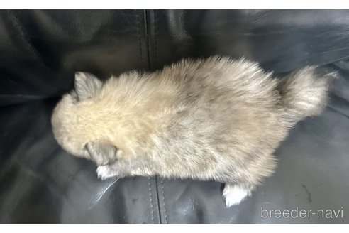 成約済の香川県のポメチワ:ポメラニアン×チワワ-326810の8枚目