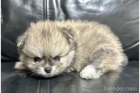 成約済の香川県のポメチワ:ポメラニアン×チワワ-326810の4枚目