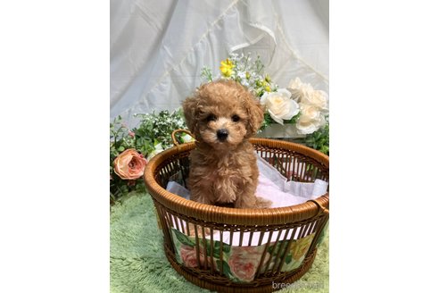 成約済の兵庫県のティーカッププードル-318293の7枚目
