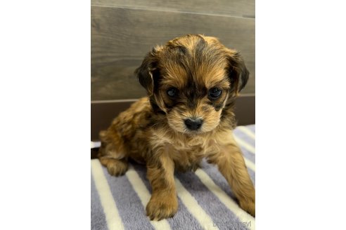 成約済の福岡県のミックス犬-326846の6枚目