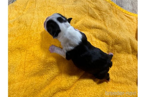 成約済の岐阜県のボストンテリア-326842の6枚目