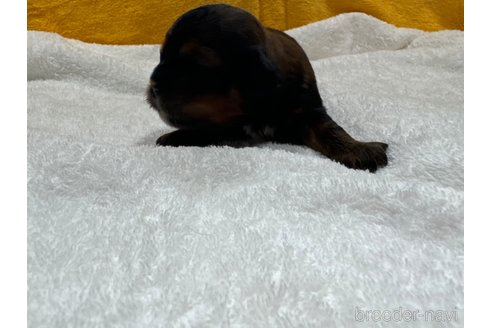 成約済の岐阜県のミックス犬-326849の15枚目