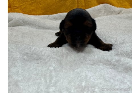 成約済の岐阜県のミックス犬-326849の14枚目