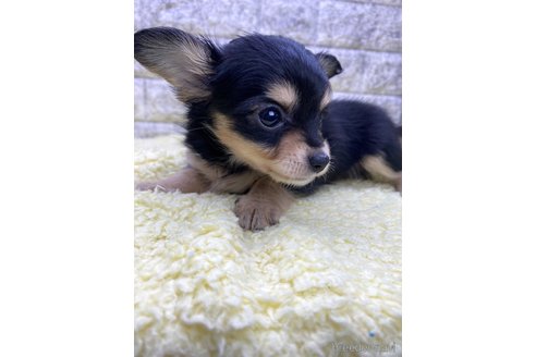 成約済の茨城県のチワックス:チワワ×ミニチュアダックスフンド-326848の2枚目