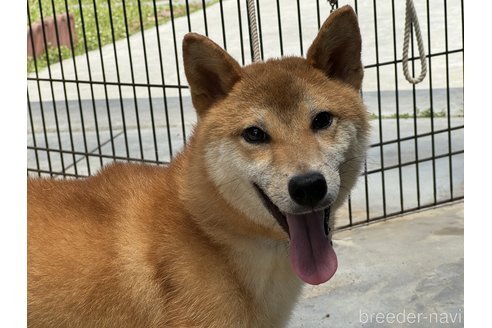 成約済の岡山県の柴犬-233534の1枚目