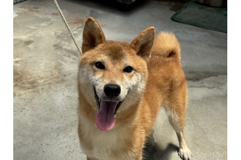 成約済の岡山県の柴犬-233534の3枚目
