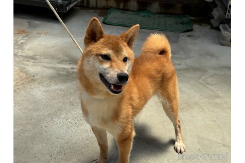 成約済の岡山県の柴犬-233534の2枚目