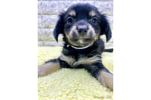 成約済の茨城県のチワックス:チワワ×ミニチュアダックスフンド-326854の2枚目