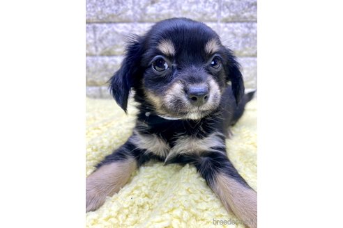 成約済の茨城県のチワックス:チワワ×ミニチュアダックスフンド-326854の5枚目