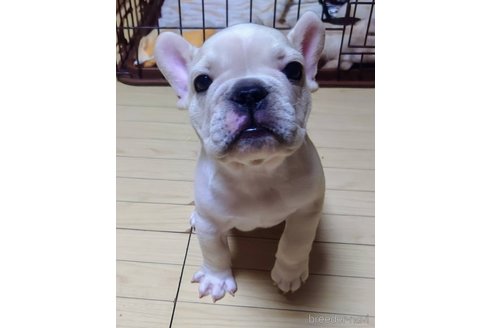 成約済の愛媛県のフレンチブルドッグ-322591の1枚目