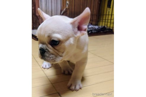 成約済の愛媛県のフレンチブルドッグ-322591の3枚目