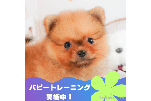 成約済の静岡県のポメラニアン-326869の1枚目