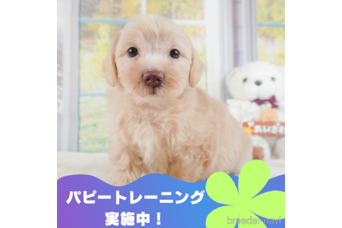 成約済ののマルプー:マルチーズ×トイプードル-326871