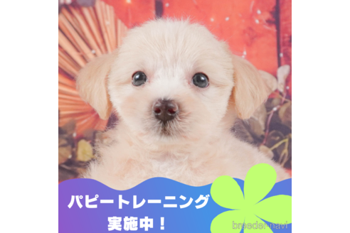 成約済の静岡県のマルプー:マルチーズ×トイプードル-326872の1枚目