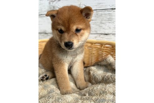 成約済の静岡県の豆柴-326912の3枚目