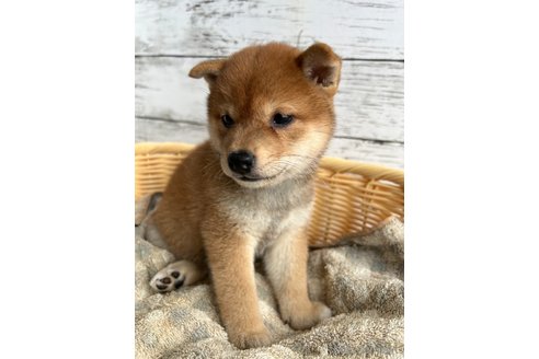 子犬