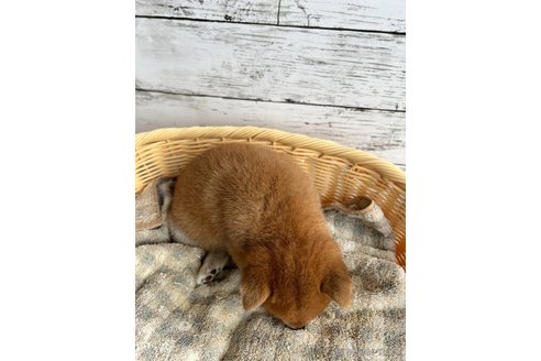 成約済の静岡県の豆柴-326912の5枚目